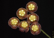 Hoya sp. Sidikalang