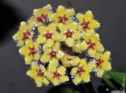 Hoya soidaoensis West Cambodia