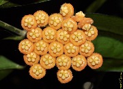 Hoya sp. Sumatra (Candy orange)