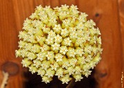 Hoya incrassata ssp. macgregorii