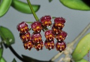 Hoya sp. PG-04