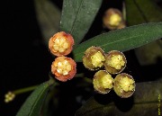 Hoya sp. Sidikalang