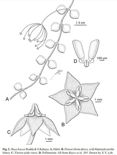 Hoya boycei
