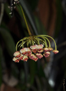 Hoya sp. Ambon