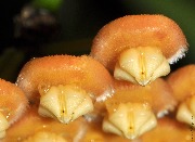 Hoya sp. Sumatra (Candy orange)