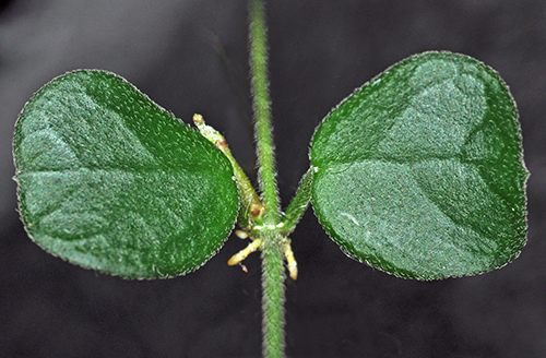 Hoya obcordata 