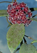Hoya pubicalyx silver VN