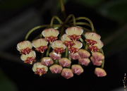 Hoya sp. Ambon