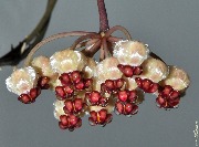 Hoya sp. Sulawesi