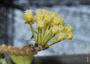 Hoya bicolor