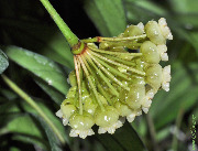 Hoya crassipetiolata (Hoya sp. DA Nang SR-2013-005)