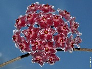 Hoya pubicalyx silver VN
