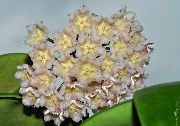 Hoya maingayi