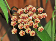 Hoya sp. Ambon