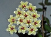 Hoya soidaoensis West Cambodia