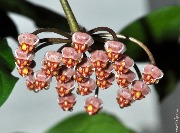 Hoya burtoniae