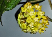 Hoya vitellinoides GPS 7020