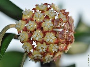Hoya finlaysonii (Sabah, Borneo)