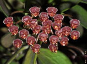 Hoya burtoniae