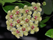 Hoya soidaoensis