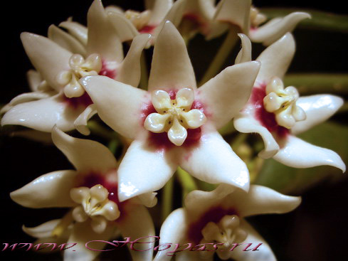 Hoya calycina subsp. calycina 